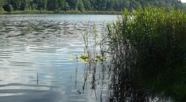 Spokojne jezioro Tuczno otoczone lasem, z gęstą trzciną przy brzegu i odbijającymi się chmurami na wodzie.