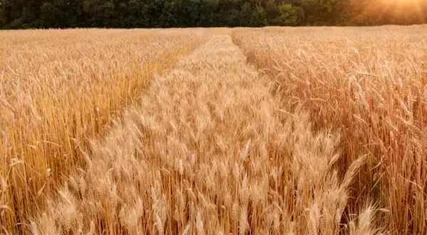 Ein Feld voller goldener Ähren, die sich im Sonnenlicht wiegen. Der Weg durch den **durum weizen** verspricht eine reiche Ernte.