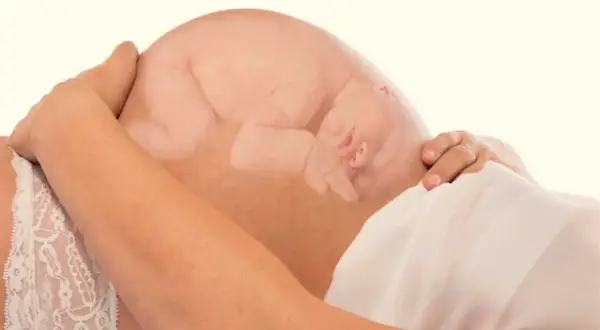La imagen muestra la postura del bebé dentro del vientre materno, acurrucado y tranquilo.