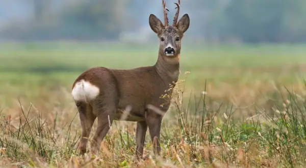 Młoda sarna z porożem stoi na łące, otoczona suchymi trawami i mglistym tłem.