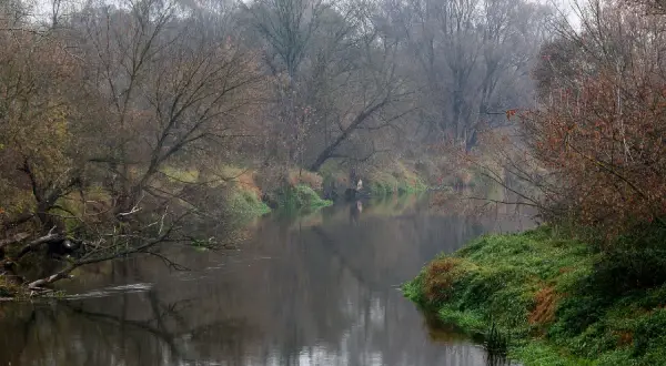 Spokojny nurt prawego dopływu Bzury otoczony jesiennym lasem. Woda odbija nagie drzewa i mglisty krajobraz.