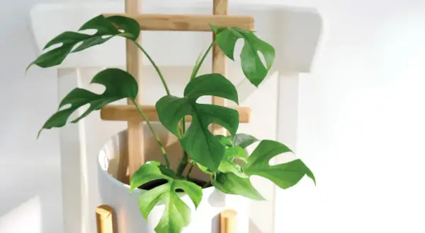 Monstera deliciosa w białej donicy, podparta drewnianym stelażem. Liście z charakterystycznymi otworami, jak podeprzeć roślinę, by pięknie rosła.