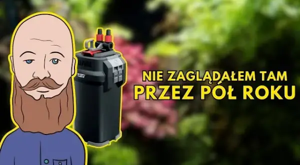 Jak czyścić filtr gąbkowy w akwarium, aby nie zabić pożytecznych bakterii