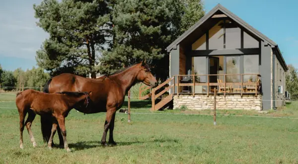 Matka z źrebięciem na zielonej łące przed nowoczesnym domem. Uroczy ośrodek Rancho Drzecin zaprasza do odpoczynku.