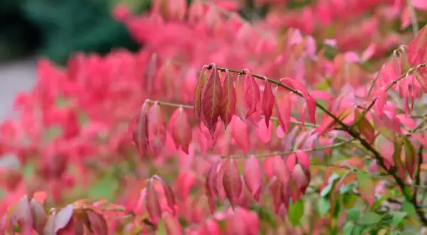 Låga blommande buskar med intensivt rosa bladverk i höstfärger. En gren med blad i förgrunden, resten av buskarna suddigt i bakgrunden.