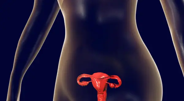 Anatomical model showing the female reproductive system, including the uterus and ovaries. The space behind the uterus is the zatoka douglasa.