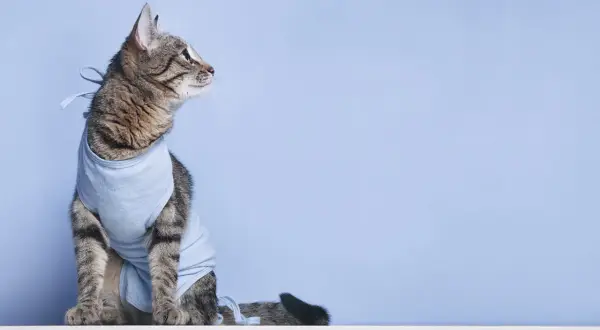 Eine getigerte Katze in einem blauen Body sitzt vor blauem Hintergrund.