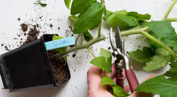 Beskära tomatplantor för bättre tillväxt. En hand håller sekatör för att toppa tomatplantor.