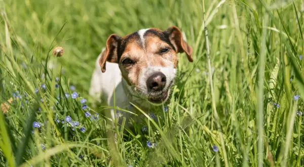Ein kleiner Hund mit braunen Flecken im Gesicht steht im hohen grünen Gras und frisst. Kleine blaue Blumen blühen um ihn herum.