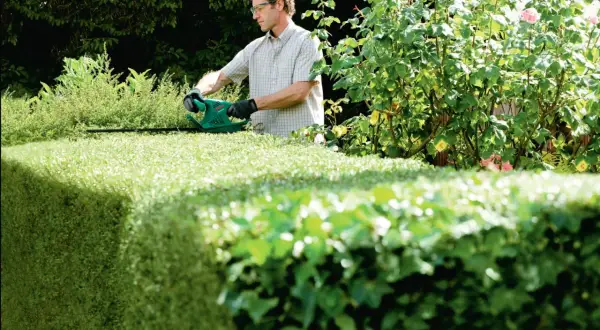Mann mit Schutzbrille und Handschuhen schneidet mit elektrischer Heckenschere eine grüne Hecke. So gelingt das hecke richtig schneiden für ein gepflegtes Ergebnis.