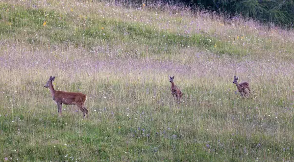Tre caprioli in un prato fiorito. Una foto con animali che mostra la bellezza della natura.