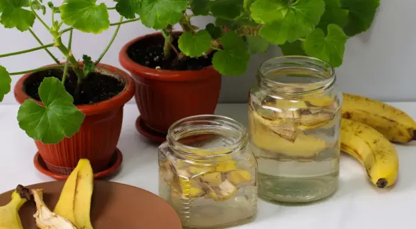 Domowa gnojówka z bananów w słoikach, obok kwitnące pelargonie i świeże banany.