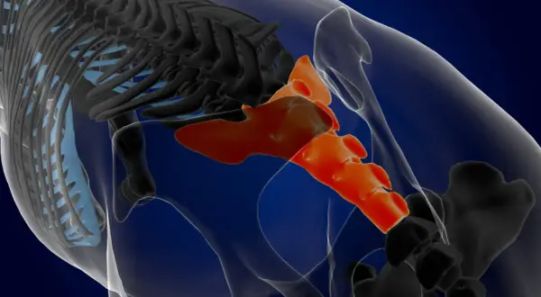 En 3D-rendering av bäckenet visar korsbenet i orange, en del av ryggraden och revbenen i svart och ljusblått. Detta är en viktig si joint svenska.