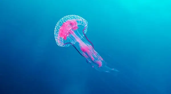 Medusa rosada y translúcida, un ejemplo de los diversos tipos de medusas en España, flota en aguas azules profundas.