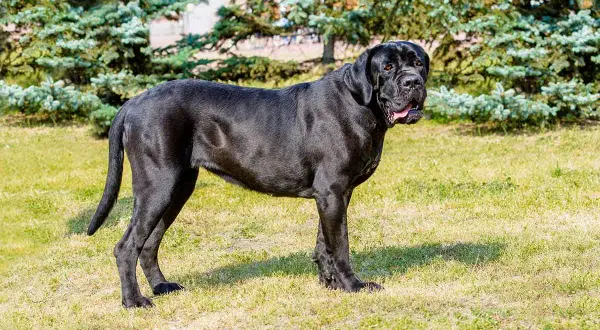 En ståtlig, svart italiensk mastiff står på en gräsmatta med träd i bakgrunden.