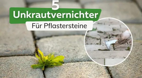 Unkrautvernichter für Pflastersteine: Ein Unkraut wächst hartnäckig zwischen den Steinen. Daneben eine Hand mit Handschuh, die mit einem Werkzeug Unkraut entfernt.