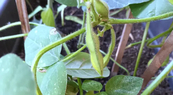 Nahaufnahme einer jungen Edamame-Pflanze mit grünen Schoten und behaarten Stielen.