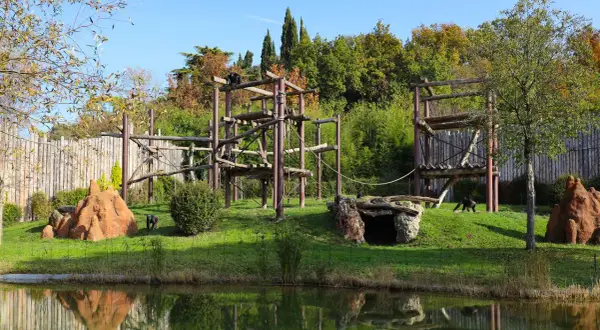 Gorilla in un'area giochi in legno, parte dello zoo più grande d'Italia. Riflessi sull'acqua.