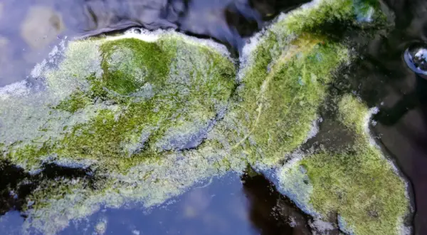 Masse d'algues vertes filamenteuses flottant à la surface de l'eau, formant des tapis verdoyants.