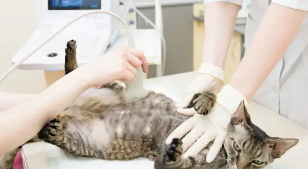 Tierärztin untersucht Katze mit Ultraschall. Mögliche katze schwanger anzeichen werden geprüft.