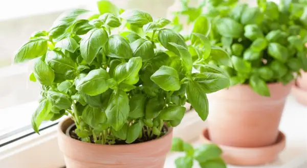 Dwie doniczki z bujną, zieloną bazylią stoją na parapecie. Świeże liście bazylii w doniczce kuszą aromatem.
