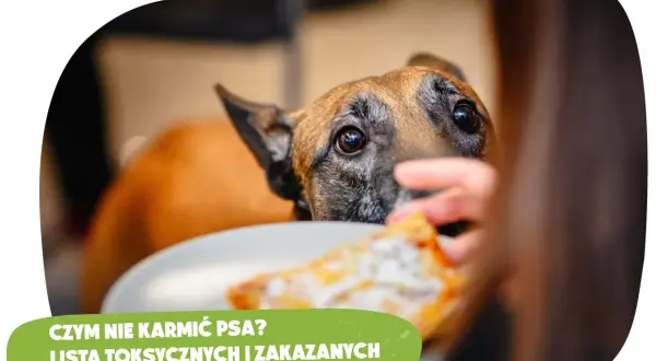 Mięso z rosołu dla psa: Toksyczne składniki, których nie znasz