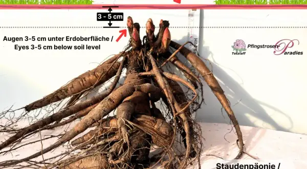 Pfingstrosen-Wurzelstock mit Augen 3-5 cm unter Erdoberfläche für optimalen Pfingstrosen Standort.