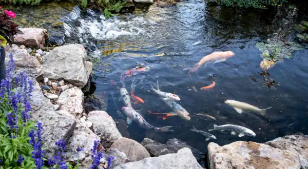 Plusieurs carpes koï nagent dans un bassin rocheux, certaines avec la bouche ouverte, près d'une petite cascade.