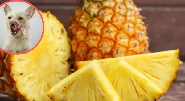 Czy pies może jeść ananas? Słodki owoc i ciekawy psiak na zdjęciu sugerują, że tak, ale z umiarem.