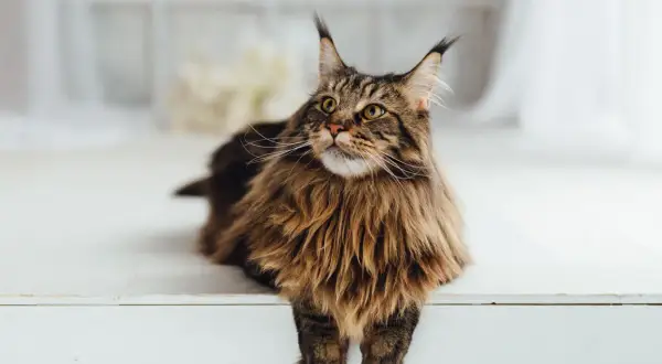 Majestatyczny Maine Coon o brązowym futrze, z puszystą grzywą i charakterystycznymi pędzelkami na uszach, spogląda w górę.