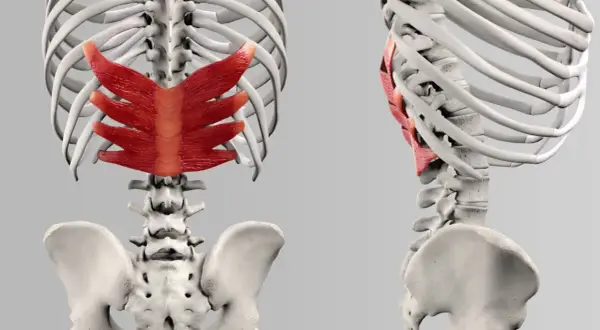Rotes Muskelgewebe, der serratus posterior, bedeckt die Rippen und den oberen Teil der Wirbelsäule.