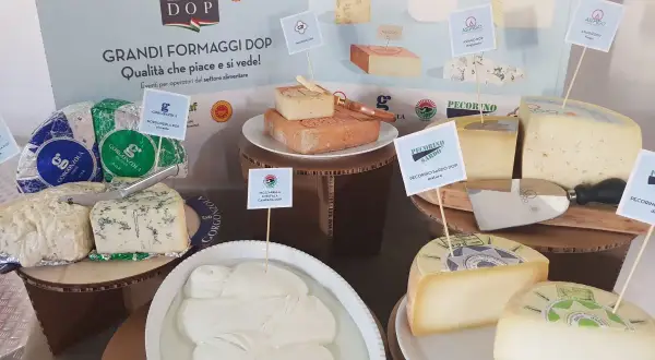 Varietà di formaggi DOP, tra cui Gorgonzola, Asiago, Pecorino Sardo e Mozzarella di Bufala Campana, presentati in un'esposizione dedicata ai grandi formaggi DOP.
