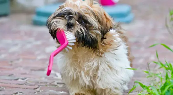 Uroczy shih tzu z różową szczotką w pysku. Może to być jego sposób na radzenie sobie z wadami pielęgnacyjnymi.
