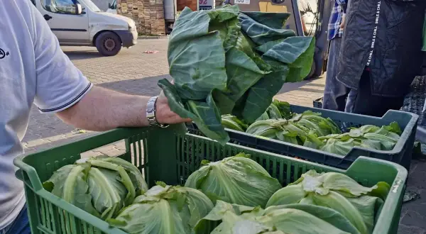 Kiedy sezon na młodą kapustę w Polsce? Sprawdź!