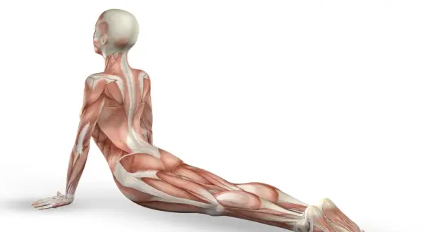 Anatomia mięśniowa w pozycji kobry. Widoczny mięsień pośladkowy średni, pracujący przy stabilizacji biodra.
