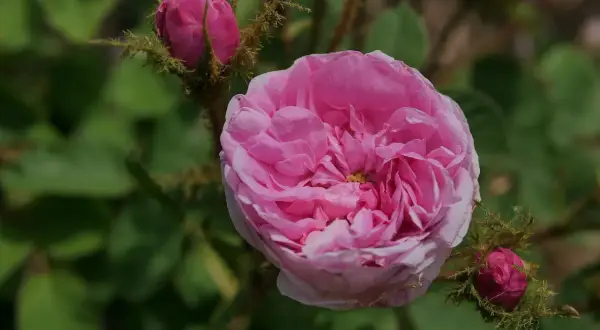 Eine zarte rosa centifolia Rose blüht, umgeben von Knospen und grünem Laub.