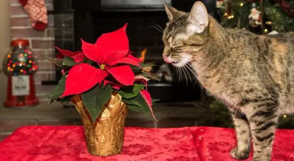 Gato curioso olisquea una flor de pascua, planta tóxica para gatos, en un ambiente festivo.