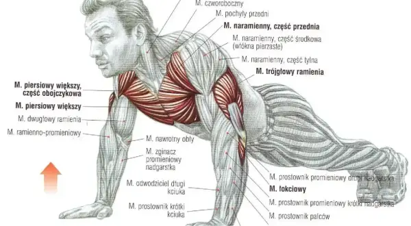 Anatomia mięśni podczas wykonywania pompek. Ilustracja pokazuje zaangażowane mięśnie klatki piersiowej, ramion i przedramion.