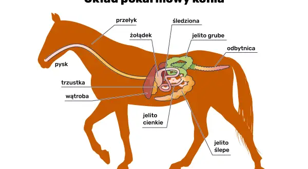 Schemat układu pokarmowego konia. Pokazuje, że koń ma jeden żołądek, a nie wiele.