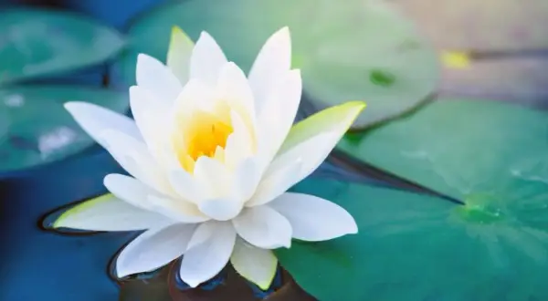 Una flor de loto blanca emerge serena sobre el agua, simbolizando pureza y renacimiento.
