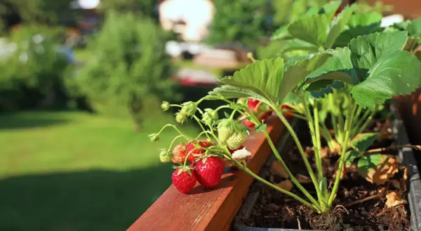 Reife und grüne Erdbeeren wachsen auf einem Balkon. Das Einpflanzen von Erdbeeren auf dem Balkon ist eine tolle Idee für frische Früchte.