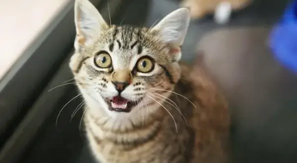 Cuánto le dura el celo a un gato macho y cómo afecta su comportamiento