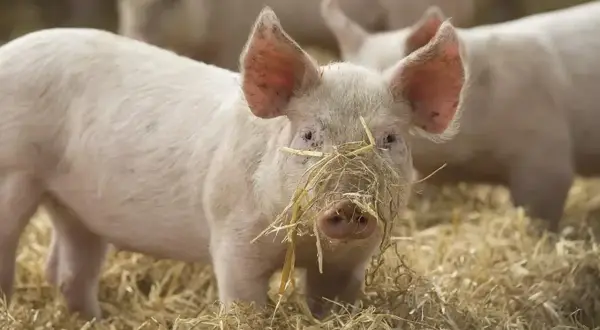 Un jeune porc rose avec de la paille sur le museau, dans un champ.
