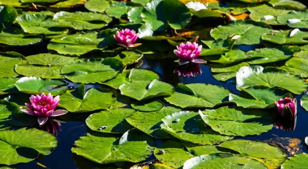 Un estanque lleno de hojas de nenúfar verdes y varias flores de loto rosadas, símbolo de pureza en el hinduismo.