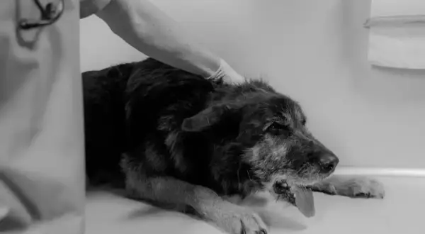 Tierarzt untersucht Hund, der sich übergeben muss. Was tun, wenn der Hund kotzt? Schnelle Hilfe ist wichtig.