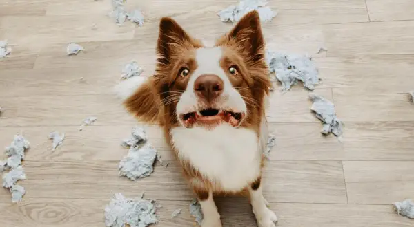 Perro con cara de susto rodeado de papel rasgado. ¿Cómo saber si mi perro tiene ansiedad? Busca señales como esta.
