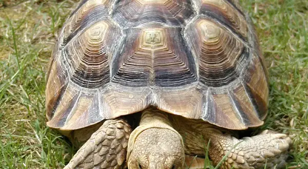 Twój żółw się nie rusza? Sprawdź, czy żyje! Letarg czy śmierć?