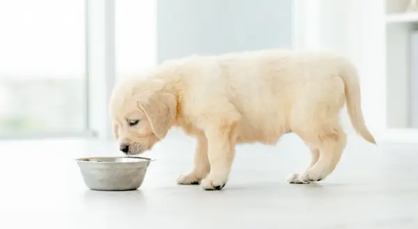 Puszysty szczeniak golden retriever pochyla się nad miską, ale wyraźnie nie chce jeść.
