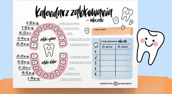 Kalendarz ząbkowania mleczaków. Kiedy wychodzą 6 zębów u dziecka? Wykres pokazuje kolejność i wiek pojawiania się zębów.