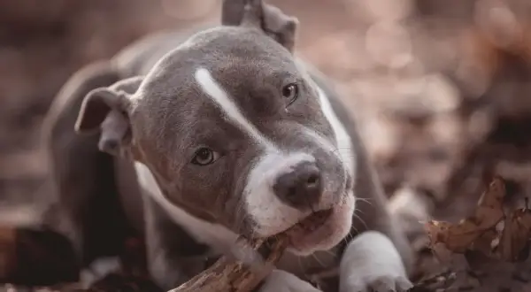 Ein junger American Bully kaut auf einem Ast im Herbstlaub.